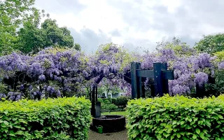 Brunnen und Blueten Hanseanum Krefeld